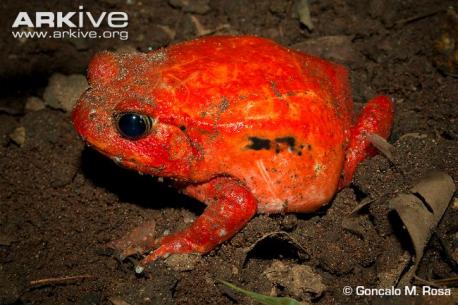 Tomato frogs breed in February to March following heavy rainfall; the sounds of males calling to attract females can be heard around small water bodies in the dark Malagasy night. Following copulation, females will lay a clutch of 1,000 to 15,000 eggs on the surface of the water. Tadpoles hatch from these small black and white eggs about 36 hours later; they are only around six millimeters long and feed by filter-feeding. Tadpoles undergo metamorphosis into yellow juveniles and this stage is completed around 45 days after the eggs were laid. Did you know that their eggs could hatch so fast?