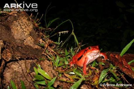 Ambushing potential prey, adult tomato frogs feed on small invertebrates. When threatened, these frogs can inflate themselves, giving the appearance of greater size. Are there any similar frogs in your area?