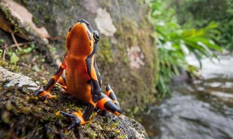 In order to attract mates or defend many territories they are likely to use their forearms and actually 'wave' their hands. Have you ever seen frogs doing this?