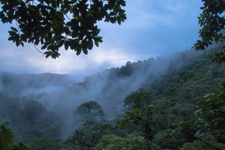 (Source: Metropolitan Touring) Shafts of light that filter through the canopy. The aroma of the forest's plants and flowers. The swirl of clouds through branches and trees. The sound of rain drops cascading onto leaves. Everywhere you look, you find life, in all its varied, surprising and multi-coloured forms. Did you ever visit the Ecuador Cloudforest?