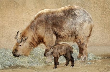 (Source: Max Cortesi, Motithang Takin Preserve) The takin is a rare type of goat-antelope living in the Eastern Himalayas. The four subspecies of the takin live in high altitudes throughout Bhutan, Northeast India, Northwest Myanmar, and the Chinese section of the Himalaya. Have you ever seen one before this survey?