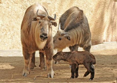 The odd-looking animals are the national animal of Bhutan. According to local legend, a 15th-century saint concocted the curious creature after he agreed to conjure up a miracle in exchange for lunch. He then slapped the head of a goat atop a cow's skeleton and brought this new animal to life. Are there any other legends you can tell us about any other national animals?