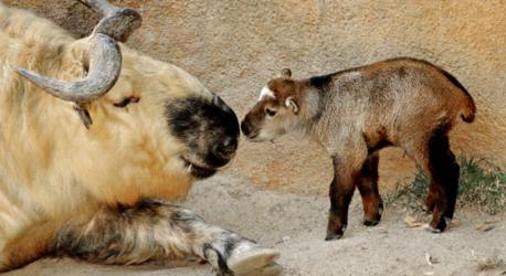 In reality, the takin is the result of convergent evolution. The animals' protracted noses, large heads, and sturdy torsos give them a distinctive look. Taxonomists, biologists, and zoologists are all keen to study the creature because though it resembles a muskox, it's actually more genetically similar to sheep. Does this animal remind you about any other one you know? Please let us know about it in the comments below. Thanks.