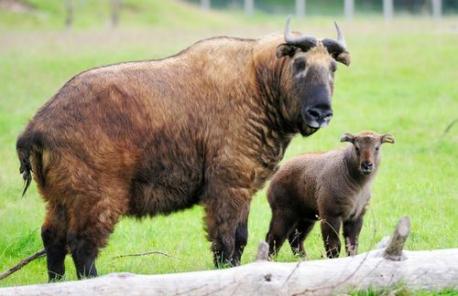 You can also spot an actively breeding herd in Cumberland, Ohio, which was planted there as part of a Species Survival Plan. Have you ever heard about this project to protect them?