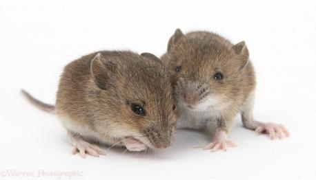 Have you ever had a pest problem with mice or rats in your home?