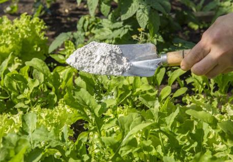 Do you use Diatomaceous Earth in your gardens? (