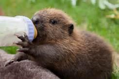 A key ingredient in many vanilla-flavored products — from ice cream to baked goods, pudding, and candy — actually comes from beavers. The ingredient is called castoreum and comes from the castor sacs of beavers. Castor sacs are a type of scent gland located between the pelvis and base of the tail, and the castoreum that the glands produce is used by beavers to mark their territory. Where you aware of the food industry doing this?