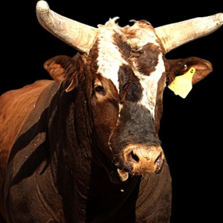 Who is your favorite PBR rodeo bull of all time?