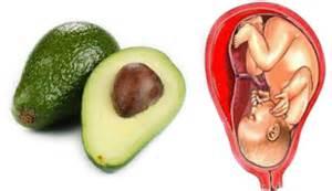 Avocado/Womb