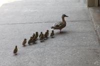 As you are driving, you see a mother duck attempting to lead her ducklings across a busy road. Do you: