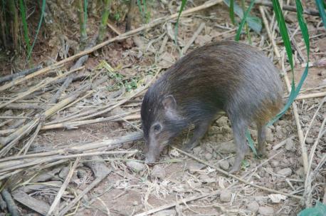 Pygmy hogs are pocket-sized, found only in the grasslands surrounding the Himalayas. They grow to no more than 11 inches and weigh about 15 pounds. Males have a white moustache and small, sharp tusks. Pygmy hog families travel single-file, with adults at either the front or rear. The rare creatures are seldom seen and are highly endangered, with estimates of only 250 left on the planet. Have you heard of this tiny animal?