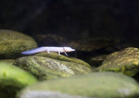 The Texas Blind Salamander lives in the caves of the Edwards Aquifer in San Marcos Texas. This rare amphibian is completely blind, with eyes that are tiny dots under its translucent white skin. They sense prey from water pressure in its surroundings and lives on snail, shrimp and other small invertebrates. Have you heard of this blind creature?