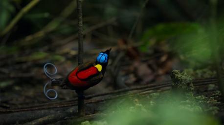 Wilson's Bird of Paradise lives in the rainforests of West Papua, New Guinea. This brightly colored bird is known for its elaborate mating dance. It was first captured on film by Sir David Frederick Attenborough, 