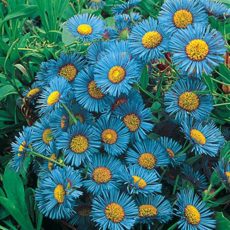 Blue Fringed Daisies: One of the rarest blue flowers. They are named so because it looks like fringe surrounded by a yellow and green center. These daisies have delicate, fine blue-purple petals that produce lots of flowers in midsummer. Are you familiar with this daisy?