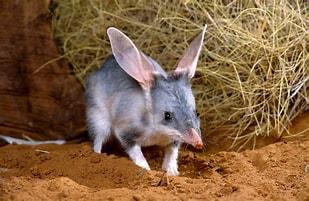 The bilby is a rare, desert-dwelling marsupial from Australia, renowned for its long tail, silky fur and big ears. Also known as a rabbit bandicoot, the bilby has become a symbol of Easter in Australia. They have replaced the Easter Bunny, with proceeds from the sales of chocolate Easter bilbies used to ensure the species' survival. With their strong forelimbs and well-developed claws, bilbies are fearsome burrowers. In fact, a female bilby's pouch faces backwards to prevent it getting filled with dirt while she's digging. Are you familiar with bilbies?