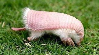 The smallest of all armadillos, and only found on the grasslands and sand plains of Argentina, pink fairy armadillos are unbearably cute. Measuring less than 11cm (4.3 inches) long, with a pink shell and white silky fur, their pocket size makes them sought after pets. Sadly, their natural habitat is being lost to agriculture and cattle ranching. Organizations like Xenarthrans are working hard to ensure the species' survival. Have you ever heard of a pink fairy armadillo?