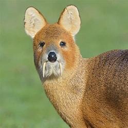 Native to the Yangtze flood plain and some parts of Korea, the Chinese water deer is more closely related to a musk deer than a true deer. The males have no antlers. Instead, they grow long tusk-like canines, giving the breed the fearful nickname of 'vampire deer.' Not that you are in any danger should you encounter one in the wild. The tusks are largely ornamental and used to root around for food. They're not after your blood. They much prefer to nibble on weeds, grasses and herbs. If you had the chance, would you pet a Chinese water deer?