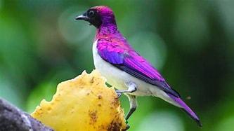 The Violet-Backed Starling is a beautiful bird that is found in Africa. It has a purple back, and it is known for its amazing singing voice. These birds can be found in the rainforest and other tropical areas. Before today's survey, were you aware of Violet-Backed Starlings?