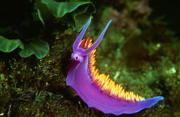 The Spanish Shawl, a sea slug, is vibrant with both violet and orange to decorate its body. Typically, they are found on the west coast of the United States, Canada, Mexico, and the Galapagos Islands. The colors of their body all come from a carotenoid pigment called astaxanthin. Have you heard about the Spanish Shawl before?