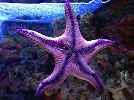 Purple Starfish are some of the most beautiful animals in the world. These starfish are found primarily in the Pacific Northwest of the US and Canada. Are you familiar with Purple Starfish?