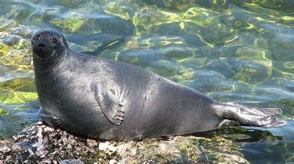 Which of these Lake Baikal wildlife mammal species did you know live in and around the lake?