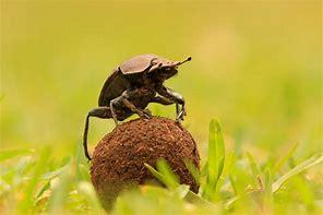 A Dung beetle (Scarabaeus viettei) weighs less than 3.5 ounces and measures just three or four inches, but it can move a ball of dung (poop) that's 200 times its own weight. They can survive in deserts and forests. These insects find a pile of dung, roll it to another area, and bury it, then they eat the dung or lay eggs in it. While it may seem like a gross role to play, removing the dung of animals is important to keep land clean and free of pests. Are you familiar with Dung beetles?