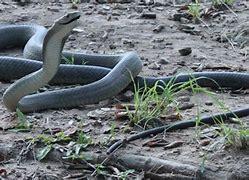 The Black mamba snake (Dendroaspis polylepis) makes the list of the toughest animals because of its deadly venom. It's referred to as the world's deadliest snake. This snake lives in the southern and eastern parts of Africa. When attacked, a Black mamba raises a third of its body off the ground, spreads its neck hood, and opens its black mouth. If this doesn't scare off a predator such as an owl, vulture, or mongoose, the snake will strike. However, instead of striking just once, this snake strikes many times to make sure a large amount of venom goes into its attacker. This snake's venom kills a predator within 20 minutes. Before today's survey, were you familiar with these toxic snakes?