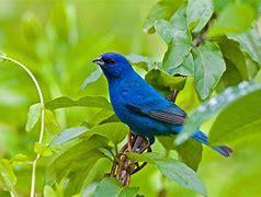 The indigo bunting is the first of two birth month birds for February. These birds migrate at night and possess an internal clock that guides their way. People born in February are guided firmly by their dreams and their heart. They are very intuitive and artistic. When you are in loving community, you are quite generous and honest. You're always open to new experiences and want to have fun in life. Is your birthday in February?