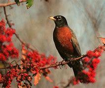 The robin, the bird of March, is a migratory songbird. They roost in trees and eat berries in large flocks during the fall and winter. People born in March love their communities. They are loyal to their loved ones and to themselves. Usually, they are very comfortable in who they are. These folks are open and giving but use caution in deciding who they trust. Like robins, individuals with March birth months persevere despite opposition. They have brilliant strength and resolution, which those around them admire. Is March your birth month?