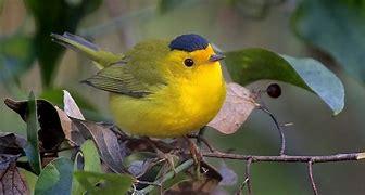 The Wilson's Warbler is the second birth month bird for April. It is a small warbler known for its songs and the black cap on its head. They migrate all around the United States. If you're born in April and relate to this bird, you are a generous person. You give your time, feelings, and emotions freely to your loved ones. You might even have to take measures to stop yourself from absorbing their emotions. If April is your birth month, which bird do you relate more with?