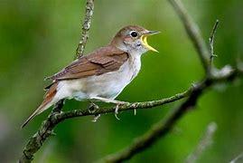 The birth month bird for May is the nightingale. These birds have a rich and powerful song that they sing at night. If you're born in May, you tend to brighten the day of those around you. You have a contagious good mood and try to stay positive in most situations. You always try to be kind to those around you. For folks born in May, picking up the moods of others comes naturally, and you bring empathy and understanding to most conversations. Is your birthday in May?