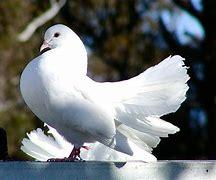 The birth month bird of June is the dove. This bird is graceful in flight and uses calls that sound like lamenting cries. For folks born in June, you are honest, upright, and straight-to-the-point. You will always choose to be yourself, even if people try to pressure you to be otherwise. Honesty is a given with you and you usually are not a good liar. Leadership roles tend to suit you and you are calm in the face of a storm. Is June your birth month?