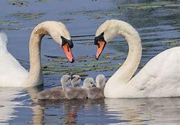 The swan is the birth month bird for October. These waterfowl swim gracefully and form lifelong bonded pairs at around two to three years of age. If you're born in October, you are a beautiful person inside and out. You strive to be as authentic as possible in every interaction, and people admire you for that. You tend not to spread gossip or say things behind people's backs. For your community, you always have an answer or solution. You work diligently to make sure things work out for everyone. People come to you for advice and sometimes with recipes. Is October your birth month?