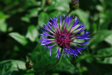 The name Mountain Cornflower sounds bland, but this deep blue-purple bloom brings a burst of exciting color to its native landscapes. In the garden, it makes a wonderful border plant. While it is beautiful, it's also resistant to rabbits and deer. Are you familiar with Mountain Cornflowers?