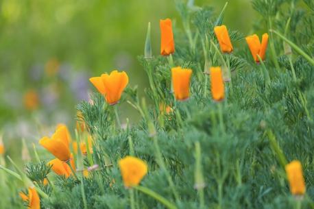 California poppies are famous for coating the California hillsides, but the fact that they're easy to grow makes them ideal to bring home to your garden as well. In the right climate, they are very hardy. They resist deer, drought, and pests, so they are an easy way to add a burst of color to any garden. Have you ever grown these poppies before?