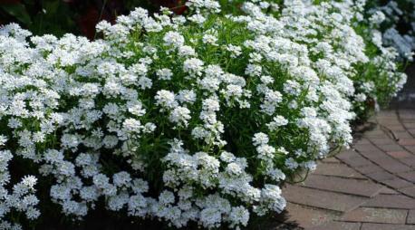 The whimsically named Candytuft grows wild in much of Europe. But in domestic gardens, it's a lovely pathway edge. Its large, billowing blooms are especially beautiful in bright pink. Even in its white, wild form, this striking flower makes a serene addition to a flower arrangement or home garden. Before today's survey, were you aware of Candytuft?