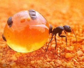 Honeypot ants have to be seen to be believed. During wet season, certain ants consume huge amounts of nectar, making their abdomens swell up to the size of a grape. Then, during dry season, they provide the other ants with food by throwing the nectar back up again. Yum! Are you familiar with honeypot ants?