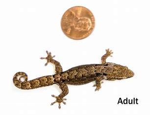 There are no 'male' Mourning geckos. They are an all-female species, as they are parthenogenetic, meaning it can reproduce without males. Around 70 species in the world have shown this behavior, including some crabs, snails and the Komodo dragon. Before today's survey, were you aware that some animal species are all-female?