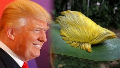 The Donald Trump caterpillar looks similar to the ex-president's hair. This species of caterpillar, prior to 2016, was known as the Flannel Moth Caterpillar (Megalopyge opercularis). It gained popularity as it is very furry and bright orange, giving it an uncanny resemblance to Trump's hair (wig?). This 'fur' however, is actually composed of multiple venomous hairs. Grabbing hold of one of these caterpillars is a painful experience. Did you know that the ex-president had a caterpillar renamed after him?