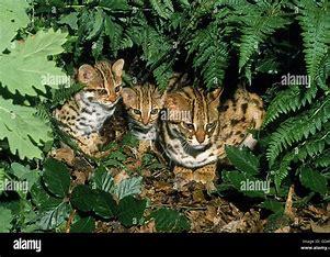 Leopard Cat (Prionailurus bengalensis): The leopard cat turns out to be a separate species from the Sunda Leopard Cat on Borneo and Sumatra, so it's not as common to its native habitat in South, Southeast, and East Asia, with countries including Russia, China, India, and Pakistan. The leopard cat is about the size of a domestic cat, but more slender, with longer legs and well-defined webs between its toes. Its small head is marked with two prominent dark stripes and a short and narrow white muzzle. The largely tree-dwelling species hunts rodents and insects and is the third smallest wild cat in Asia. Before today's survey, were you familiar with Leopard Cats?