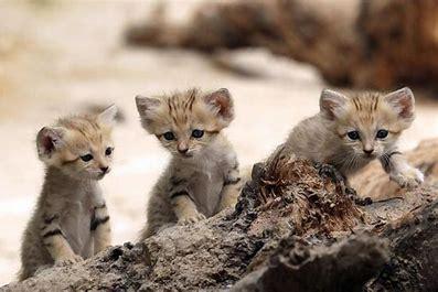 Sand or Sand Dune Cat (Felis margarita): A very shy and mysterious small wild animal, the sand cat is the only species that lives in the true desert — namely, those in North Africa, the Middle East, and Central Asia. It's been recorded in Morocco, Algeria, Niger, Chad, and Egypt. Although its prey is mostly small rodents and birds, it can kill venomous snakes like sand vipers. Its thick, sand-colored fur serves not only as camouflage but protects it from the cold at night, while the black hairs on its feet shield its toes from the scorching sand and its long, low-set ears give them excellent hearing. Are you familiar with Sand Dune Cats?