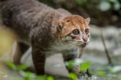 Flat-headed Cat (Prionailurus planiceps): This particular species owes its strange appearance due to physical adaptations for its semi-aquatic lifestyle, with partially webbed feet, a flattened forehead, and very long, sharp canine teeth. Unfortunately, it is one of the most endangered cats in Southeast Asia. Have you heard about flat-headed cats before this survey?