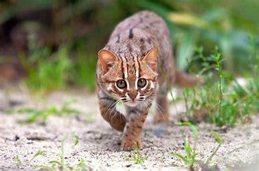 Rusty Spotted Cat (Prionailurus rubiginosus): The rusty-spotted cat competes with the black-footed one in tiny size, but it takes the prize as the smallest wild cat in the world. It's about the size of an 8-week-old domestic cat kitten. Both have been confused for washed-out versions of the leopard cat and are smaller than the domestic animal. Native to the deciduous forests of India and Sri Lanka, it is notable for its big eyes, tiny, agile body, and a 50/50 lifestyle on the ground and in trees. Before today's survey, were you aware that Rusty Spotted Cats were the world's smallest wild cat?