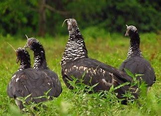 The horned screamer's call, as the name suggests, is a very loud and repetitive echoing sound. It is called 