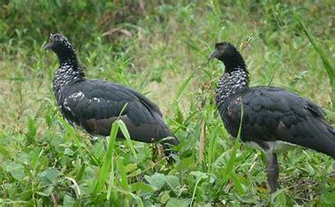 The horned screamer is found in lowlands from Colombia, Venezuela, Brazil, Bolivia, Peru, Ecuador, French Guiana, Suriname, and Guyana. Despite having declined locally, it remains widespread and is fairly common overall. Its range in Brazil appears to have expanded in recent years. Are you glad that horned screamers are not an endangered species?