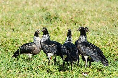 Screamers, like most birds, tend to group together, but are for the most part semi-social. The existence of the screamer is rather sedentary. It lives in well-vegetated marshes and feeds on water plants. Its nest is a large pile of floating vegetation anchored in shallow water. Three olive-brown eggs are laid, and the young, like those of most Anseriformes, can run as soon as they are hatched. Do you think that horned screamers are unusual birds?