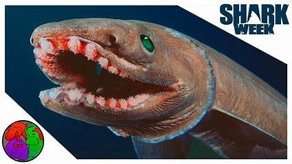 Frilled sharks currently cover two species within the Chlamydoselachus genus, in the family of Chalmydocelachidae; inside the order of Hexanchiformes. Both species look so alike that it was only after inspecting their internal differences that they were differentiated. Hexanchiformes means 