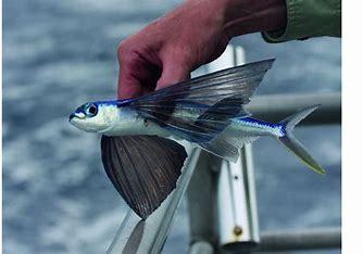 Flying fish jump out of the water and can glide for extraordinary distances on their wing-shaped pectoral fins, which are shaped to generate lift, just like a plane wing. Flying fish have been recorded 'flying' for up to 45 seconds. That's almost four times as long as the Wright brothers' first flight. Their average distance is about the same as the first flight, at around 50m or 180ft, but they're capable of travelling much further than that. Are you knowledgeable about flying fish?