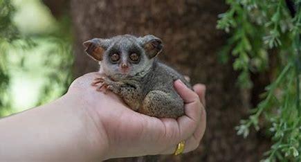 Galago, also known as bush babies, are small arboreal primates found in Sub-Saharan Africa. They have large eyes, bat-like ears and remarkable jumping ability. There are currently 23 species of bush babies in the Galagidae family. They are nocturnal creatures and consequently have large forward facing saucer-eyes to allow as much light into them as possible when foraging in trees at night. Before this survey, were you aware of galagos?