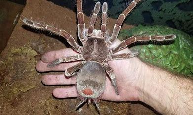 The Goliath Birdeater inhabit rainforests in Northern South America from Venezuela, French Guiana and south into Brazil – and most notably they live in deep burrows in the ground. They are nocturnal and are often found in upland marshy or swampy regions. Thankfully, they're relatively harmless, and they don't eat as many birds as their name or reputation suggests, preferring to diet on insects, worms, frogs and rodents. If faced with a spider the size of a dinner plate, with an abdomen like a brown, furry tennis ball and fangs as long as your little toe, would you get excited?